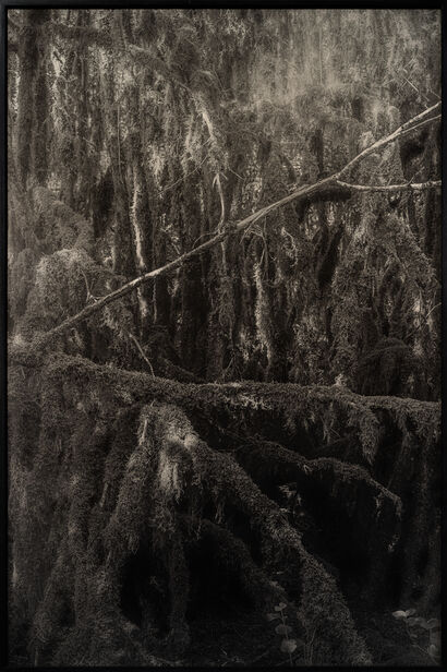 ##1 A pure spirit grows beneath the bark of stones Contemporary forests / The spirit of the forest, Mossy forest, communal forest of Noidant-le-Rocheux, Haute-Marne, France. - a Photographic Art Artowrk by Amélie Labourdette